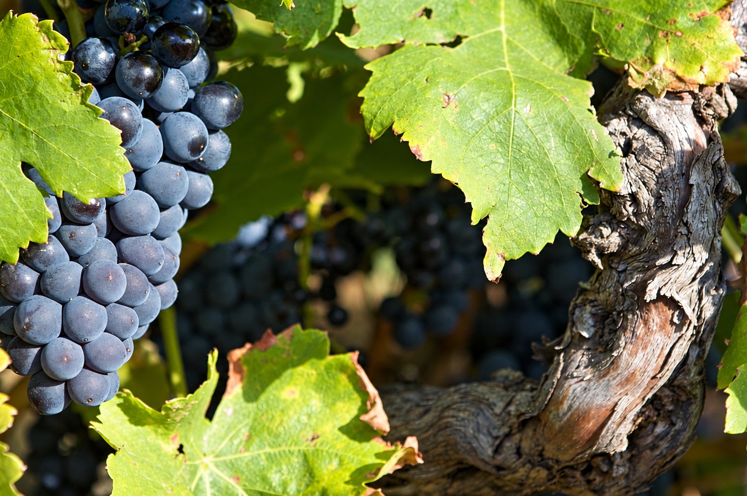 A bunch of black grapes hangs beside an old gnarled vine trunk among sunlit leaves.